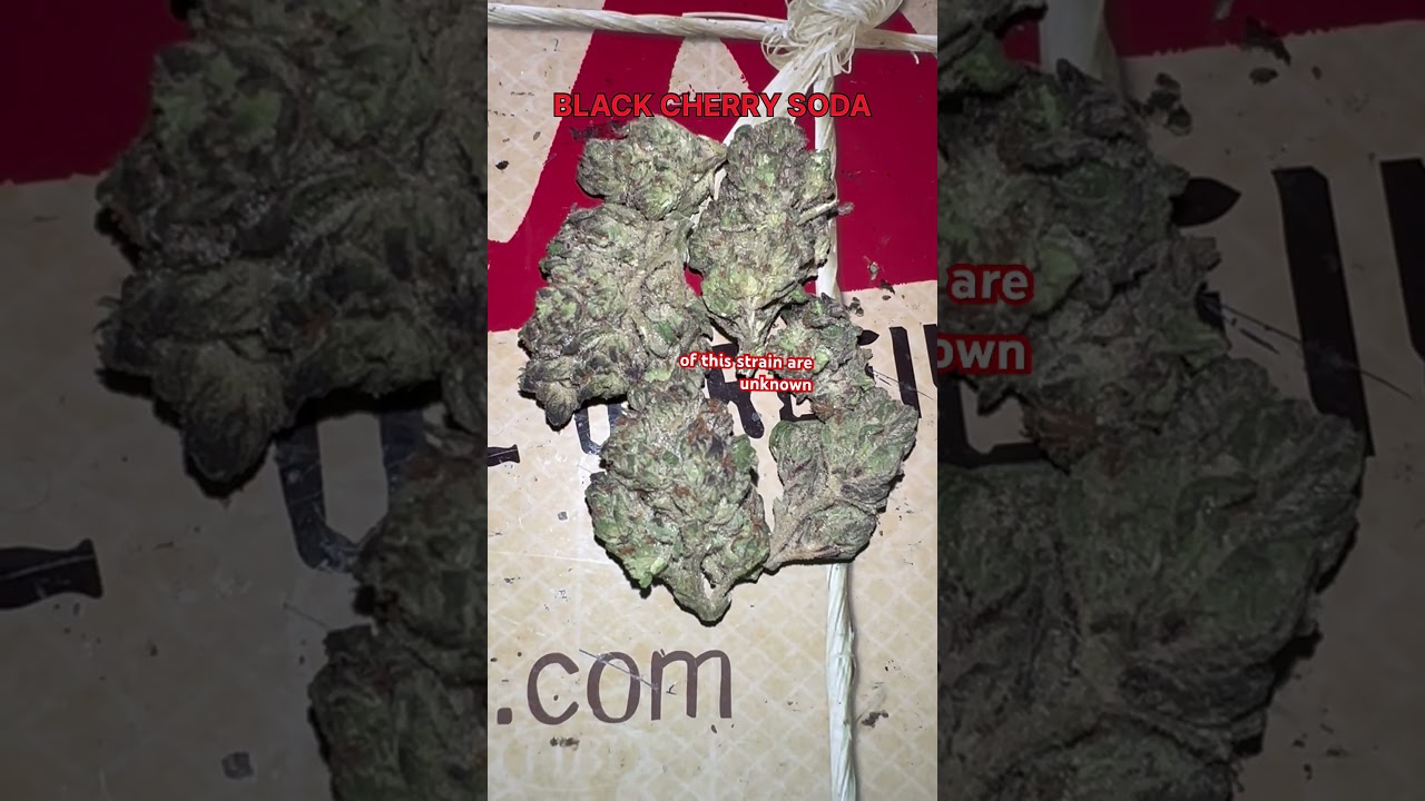 Black Cherry Soda Cannabis Flower Strain 
