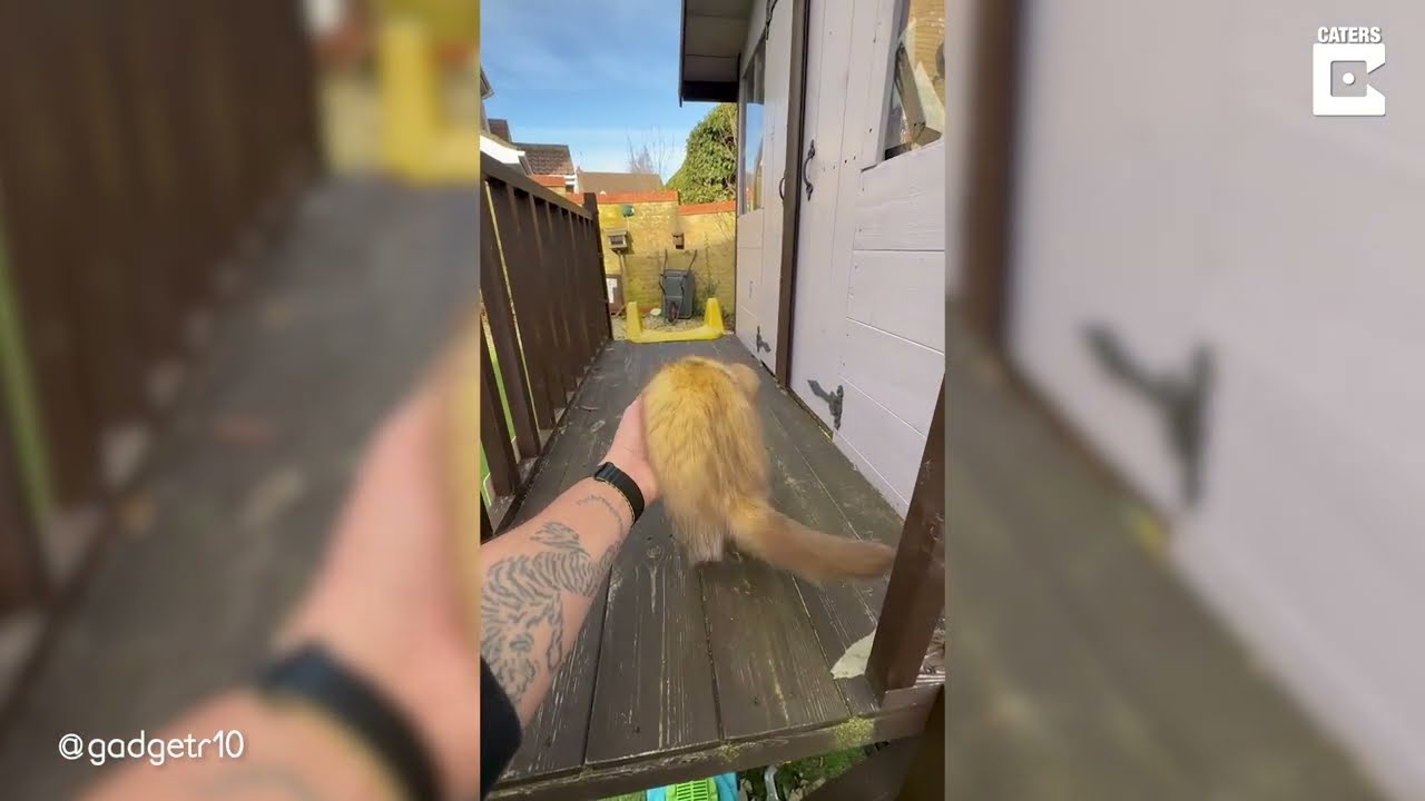 MY FERRETS LEARN TO USE A SLIDE