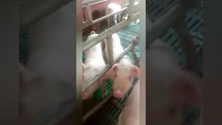 China Sow Farrowing Crates