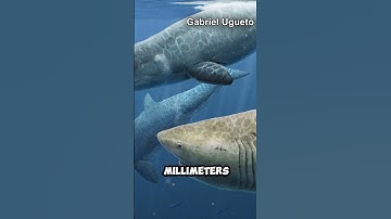 This Megalodon Tooth Is Significant