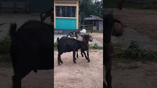Goat Fighting #animals #viralvideo
