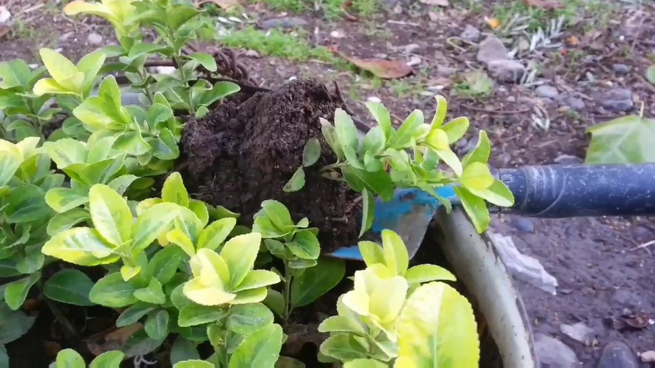 Altuni taflan nasıl çoğaltılır.