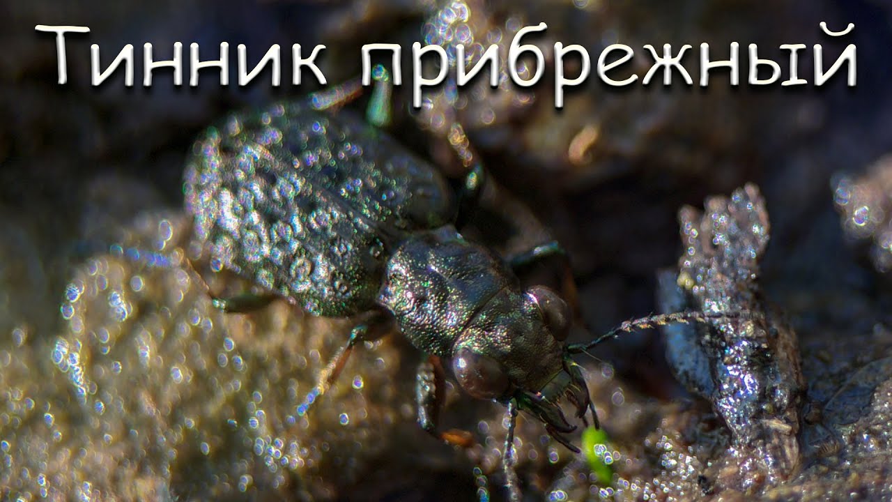 Жужелица - Тинник прибрежный. Жук - гроза болот