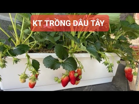 Video: Trồng dâu tây theo chiều dọc tại nhà