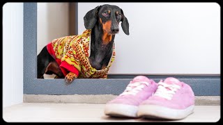 Mama I coming home! Cute dachshund dog video! Mama I coming home! Cute dachshund dog video!