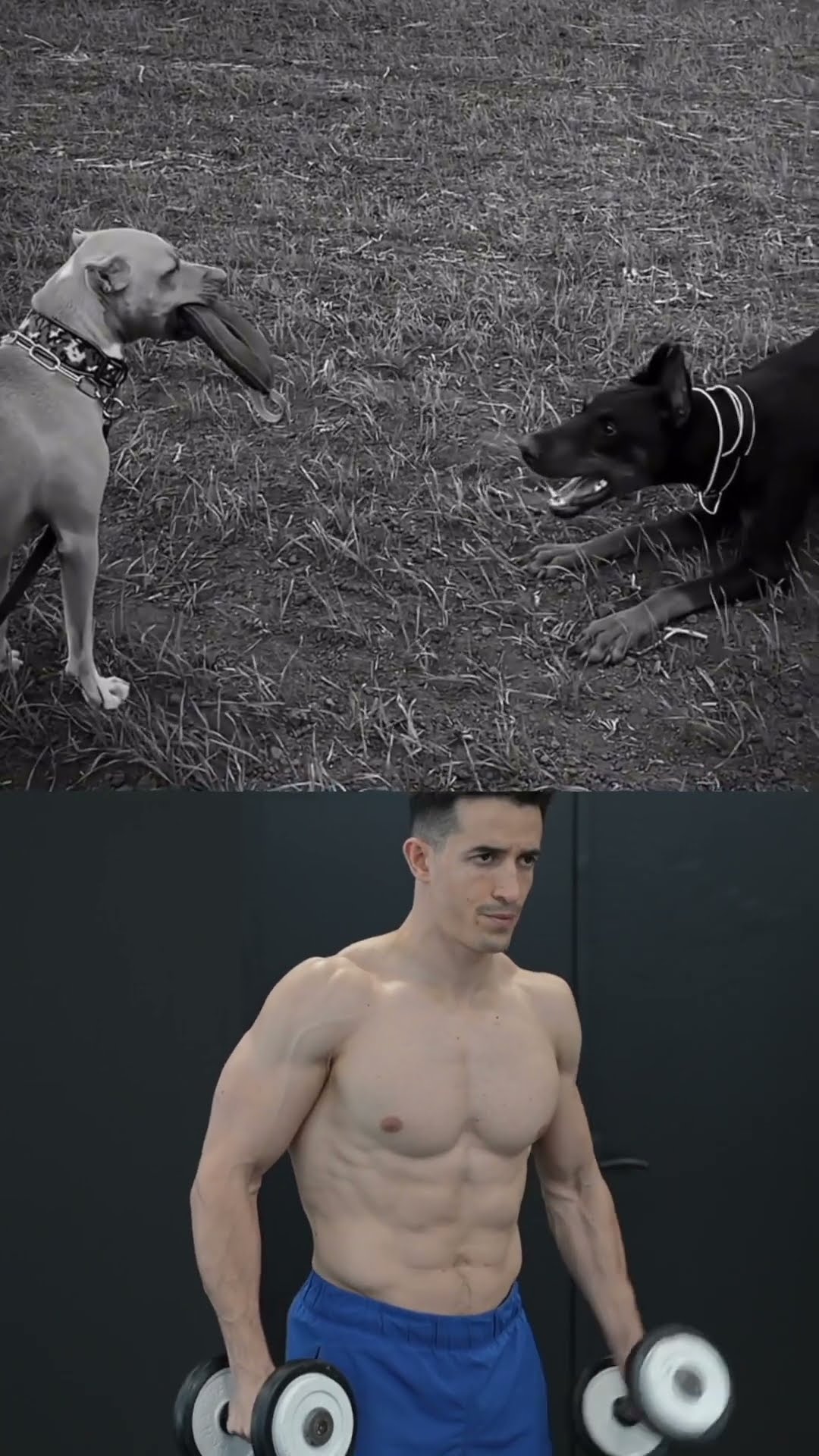 Don't bark if you can't bite ! ?