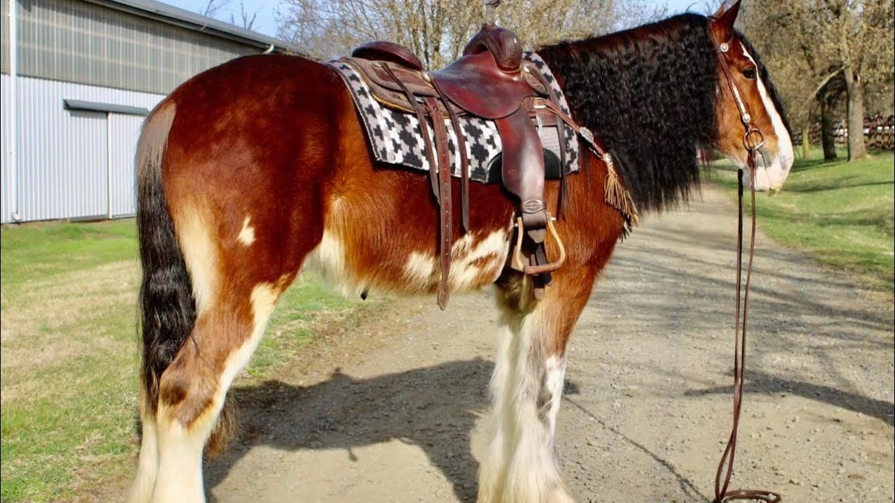 Fernando available at Presented by Diamanté Equestrian LLC