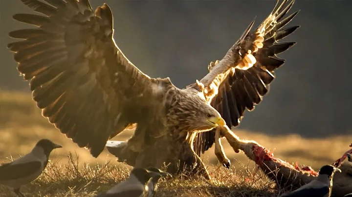 The Sea Eagle, the King of the Seas | Wildlife Documentary