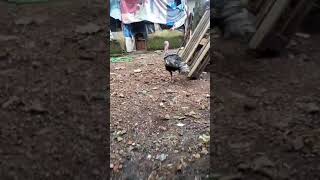 turkey duck gavti chicken #backyardchicken #shobhafarms #gavrankombdi #turkeybirds #duck