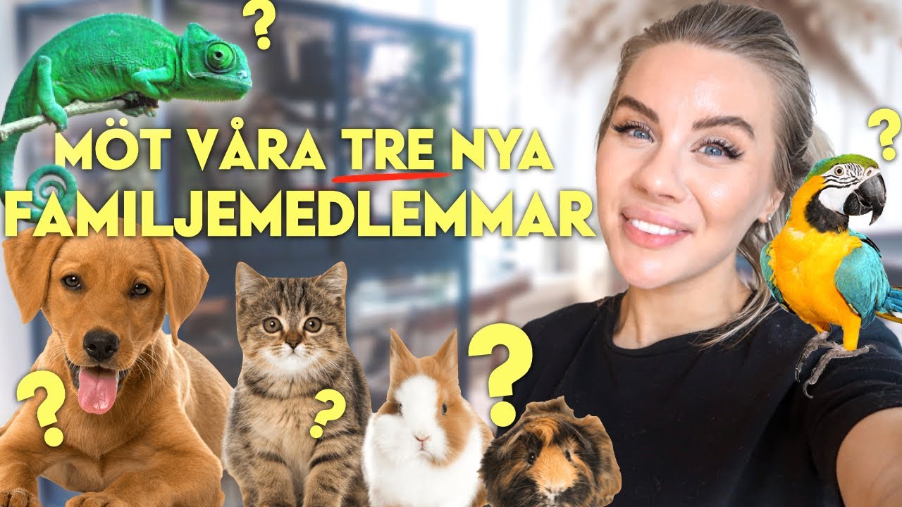 MÖT VÅRA TRE NYA FAMILJEMEDLEMMAR