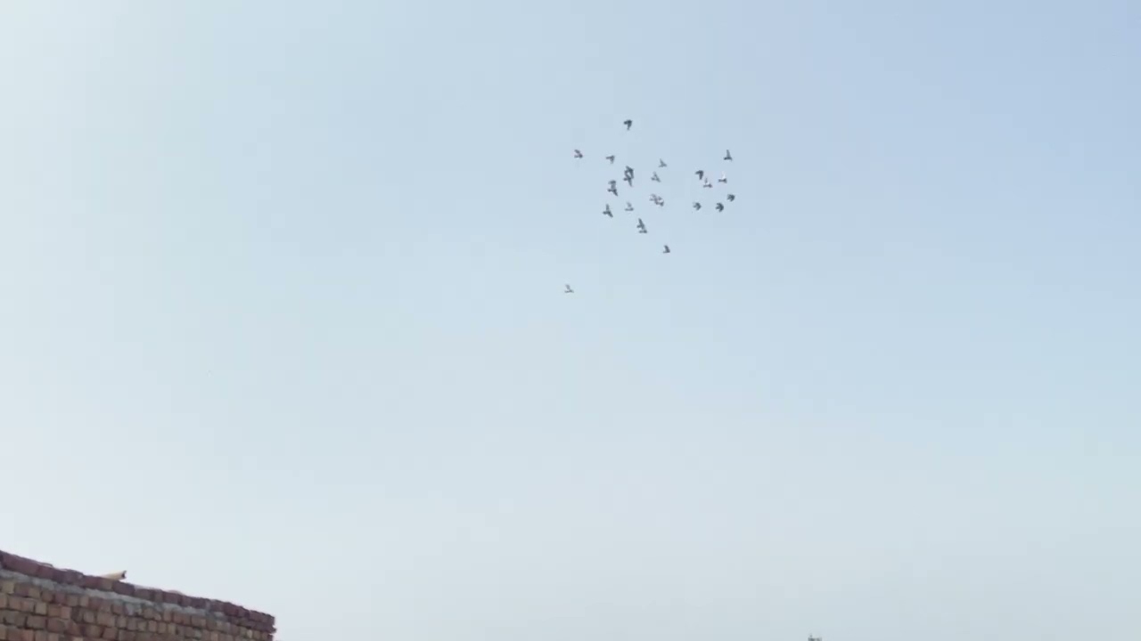 Kabootar Kho chalu karne ka phela din 