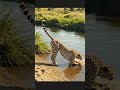 Cheetah Jumps 50 Feet Across River to Hill | World’s Most Fearless Wild Jump 🐆🔥