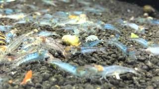 Silane Shrimps - Aura Blue