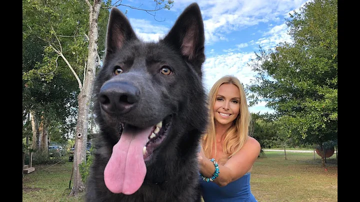 AMERICAN BLUE BAY SHEPHERD DOG - Are they really B...
