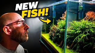 Strawberry rasbora & Fish Planet London