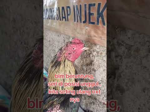 kita setting ulang, ketua..