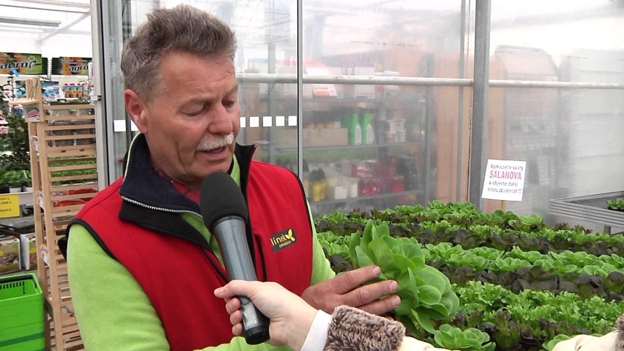 Kralupy TV: Jak vypěstovat salát v bytě (16. 4. 2013)