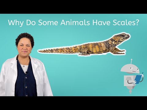 Why Do Some Animals Have Scales? - Science All Around Me for Kids!