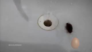 Barata Fugindo Da Morte Ao Som De Tauz Filho De Anjo Demômio