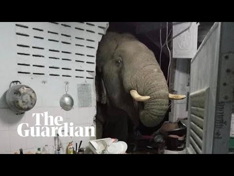Elephant breaks into kitchen in Thailand looking for snacks