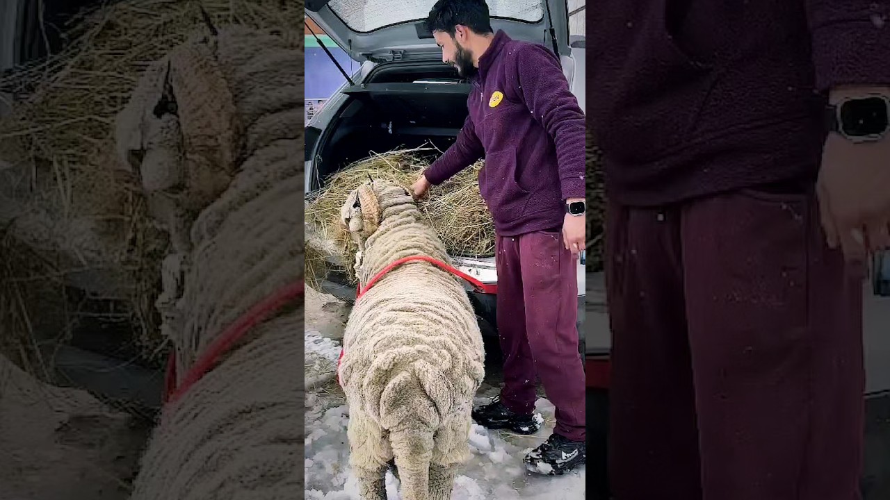 18 LAK CRETA MA GARZING..