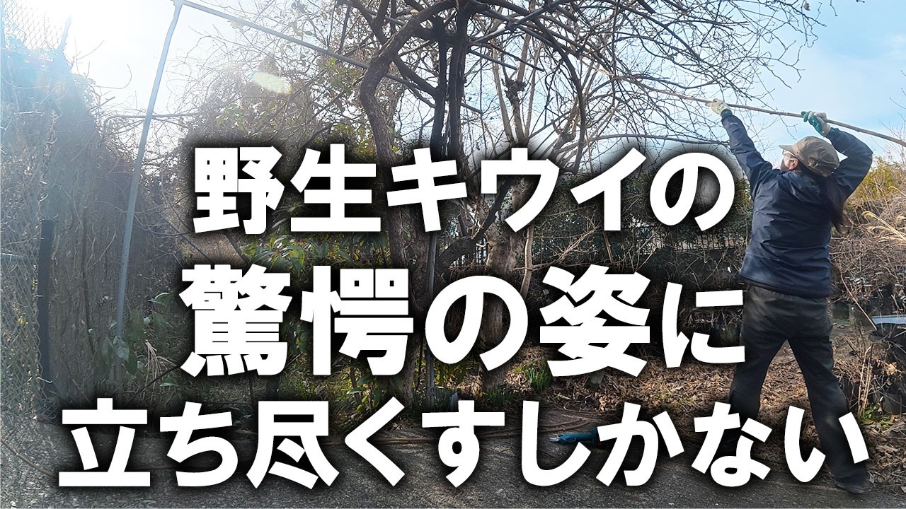 【片付け】野生キウイの強剪定に夢中になるあまり、とんでもない大失態をおかしてしまいました…｜汚部屋｜汚家｜空家｜ズボラ主婦｜庭仕事｜キウイの強剪定2026③