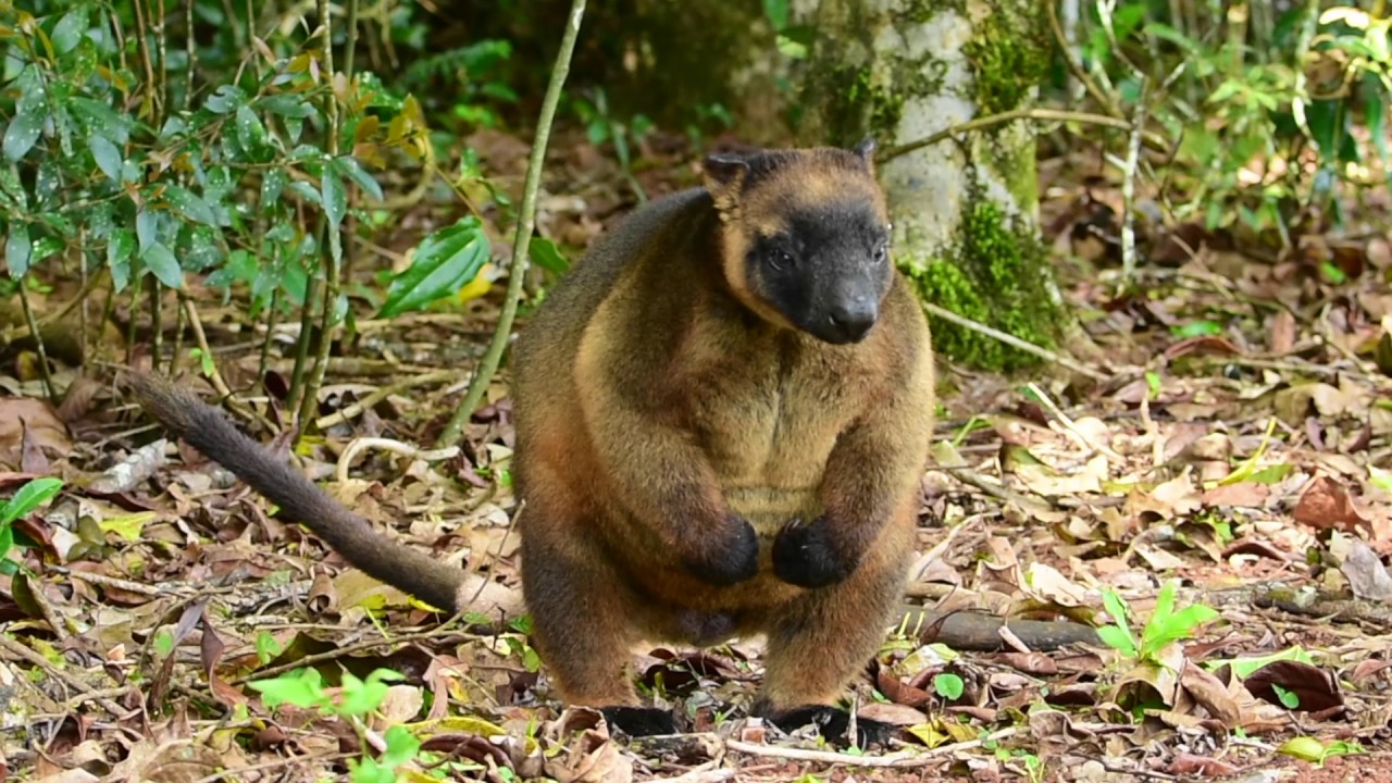 カンガルー 楽天市場】ガンバレジェンズ CX02-060 仮面ライダーZX LR : フルアヘッド