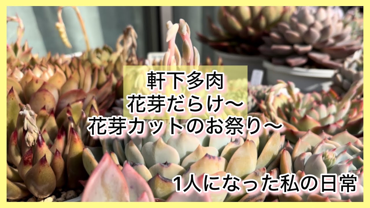 [多肉植物]軒下多肉花芽だらけ花芽カットのお祭り〜^_^1人になった私の戯言