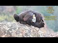California Condors at Pinnacles National Park