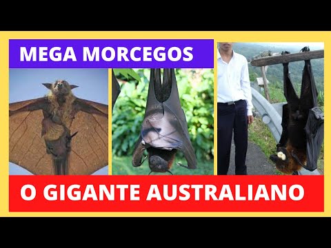 O MORCEGO GIGANTE AUSTRALIANO/MEGA MORCEGOS  - A RAPOSA VOADORA