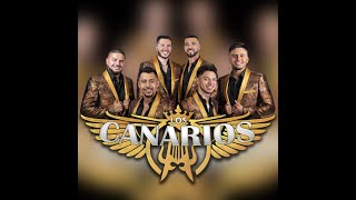 Los Canarios de Michoacan se sorprenden como canta un Fan