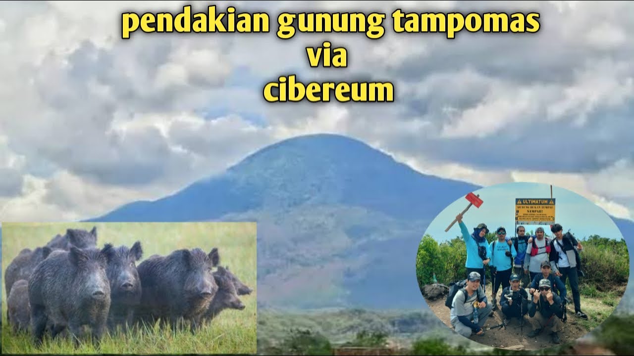 Teror babi ganas || pendakian gunung tampomas via cibereum