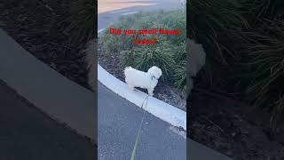 Every second of your life is important. #shorts #motivation #bichonfrise Net Worth