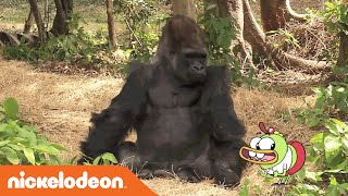 Breadwinners Meet A Gorilla Nick