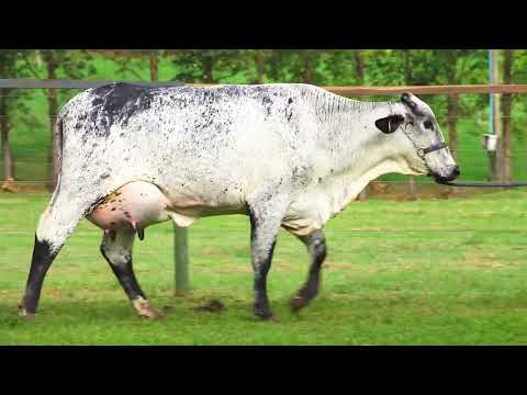 LOTE 01   SANDY FIV GILLIGAN SANTA LUZIA – 4533CK