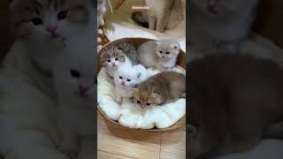 Aww so cute kitten 🥰