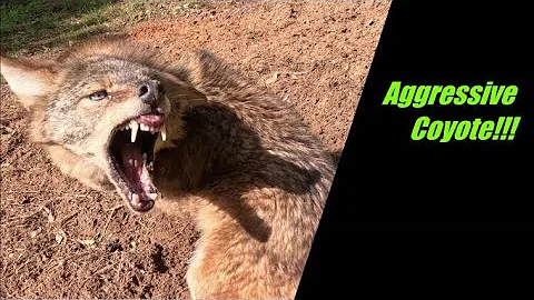 Dirt Hole Set That Catches Coyotes    Coyote Trapping #trapping #coyote  #predatorcontrol #dirthole