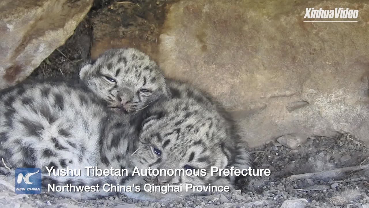 Camera captures rare footage of snow leopard breastfeeding cubs YouTube