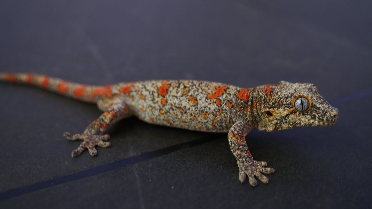 新入荷生体紹介〜ヘビ・ヤモリ・カメ・トカゲ〜