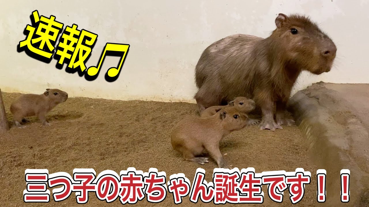 カピバラの元気な赤ちゃんが誕生したよ♫今回は三つ子の赤ちゃんです