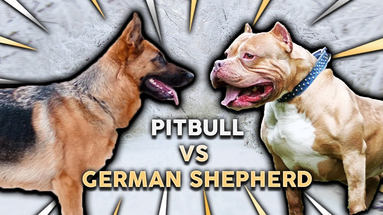 Are Pitbulls Good Guard Dogs?