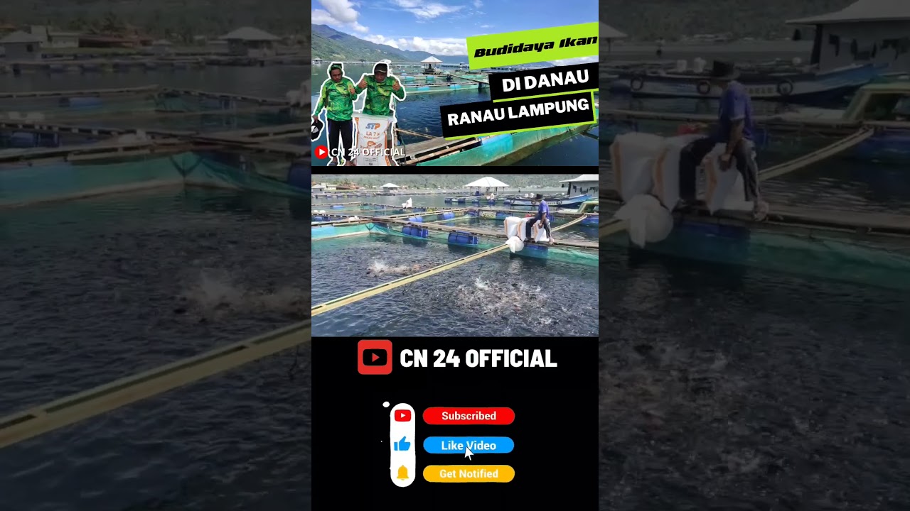 Budidaya ikan Nila sistem Keramba jaring apung 