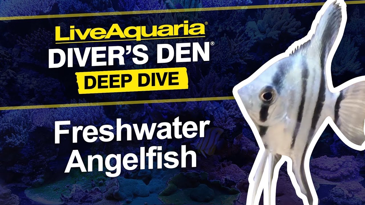 liveaquaria freshwater fish