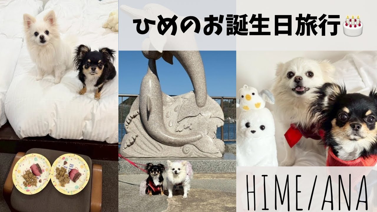 【期間限定】駿河湾の水族館へ｜犬と入れる特別な一日🐶🐬🐶🐶🎂🦭🐬🐾