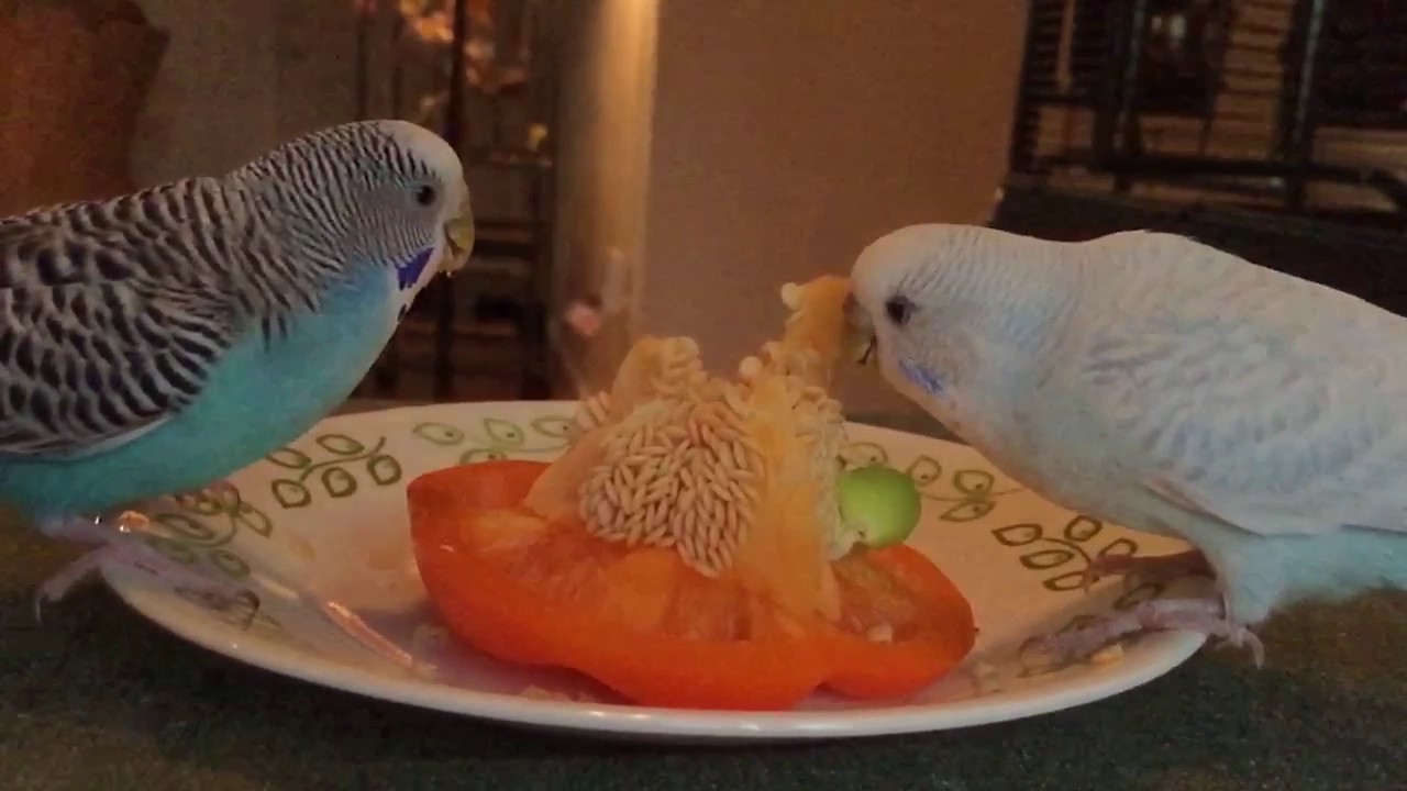 Parakeets eat pepper seeds in slow motion YouTube