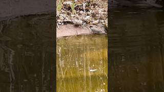 Eurasian Blackcap Enjoying a Bath by the Pond | Relaxing Nature Sounds 4K