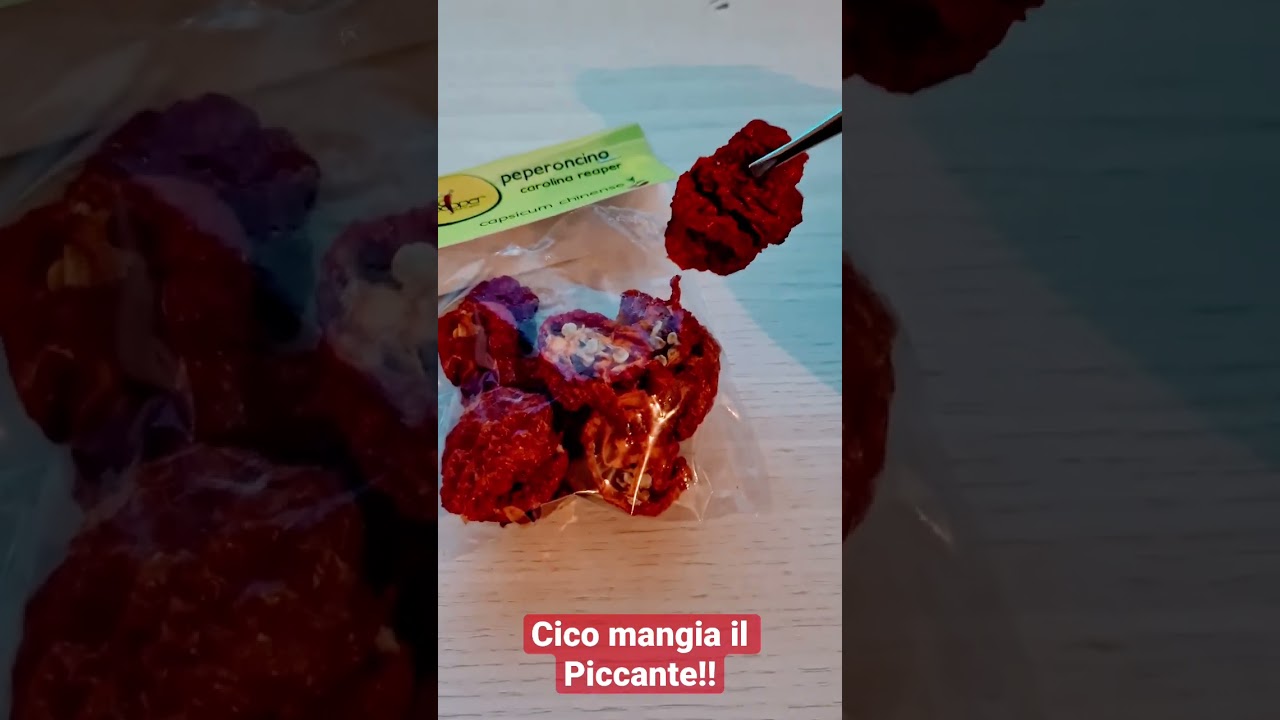 Cico mangia il Peperoncino più Piccante del mondo!! #shorts
