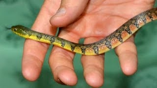 Thailand SNAKES Overview