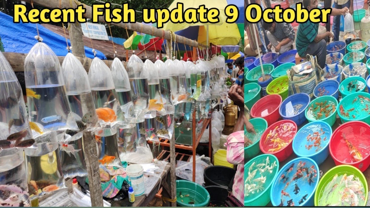 Fish Market Galiff Street Fish Market Kolkata Cheap Price Recent Aquarium Fish Price