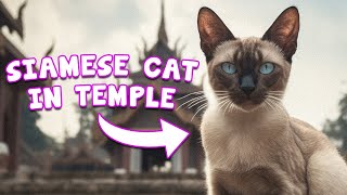 2 CUTE TALKING CATS! ( Petting Cats in a Thai Temple! )